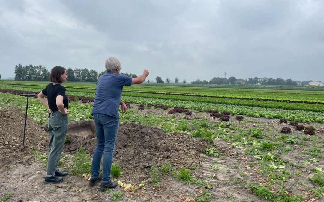 cosmos landschap